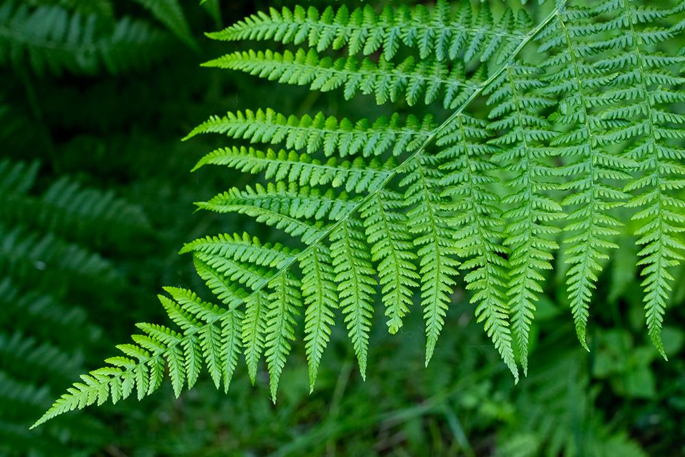 Issaquah-Washington State-USA Lady fern plant